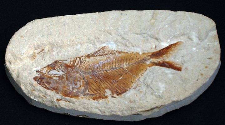 pez-fosil
