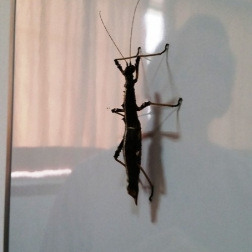 Reseña sobre el Taller «descubre los insectos»