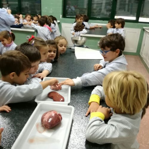 Laboratorio de Ciencias  (Ed. Infantil 5 años)